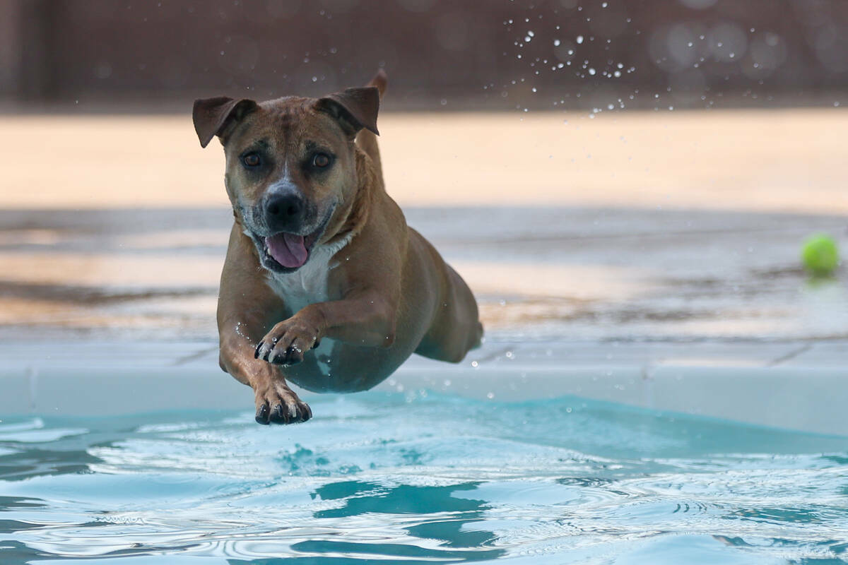 Summer, una pitbull rescatada de 7 años, se lanza a la piscina durante el evento anual Dog Daz ...