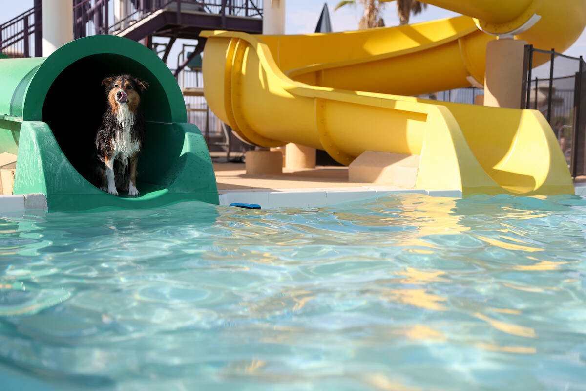 Frieda, una pastor australiano de 5 años, se metió en el tobogán durante el evento anual Dog ...