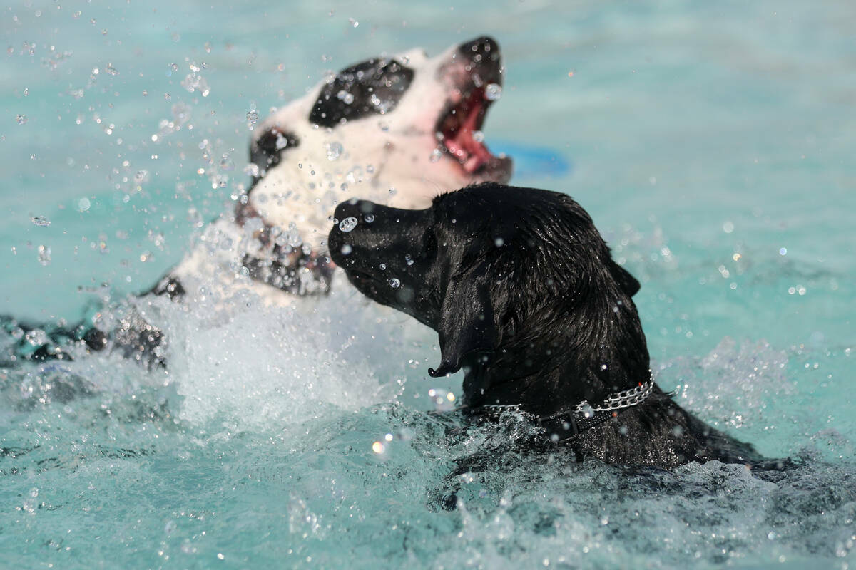 Perros compiten por los juguetes durante el evento anual Dog Daze of Summer en Desert Breeze Aq ...