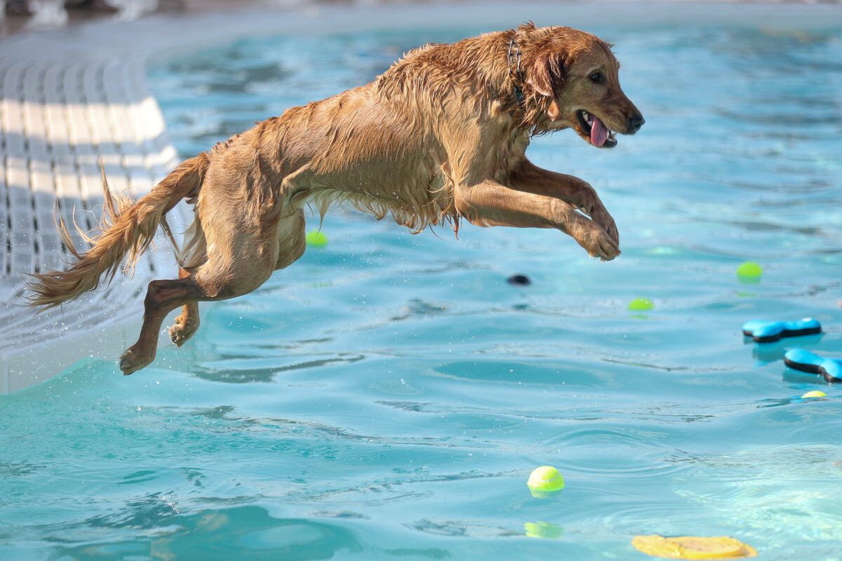 Phoebe, una golden retriever de 2 años, coge su juguete de la piscina durante el evento anual ...