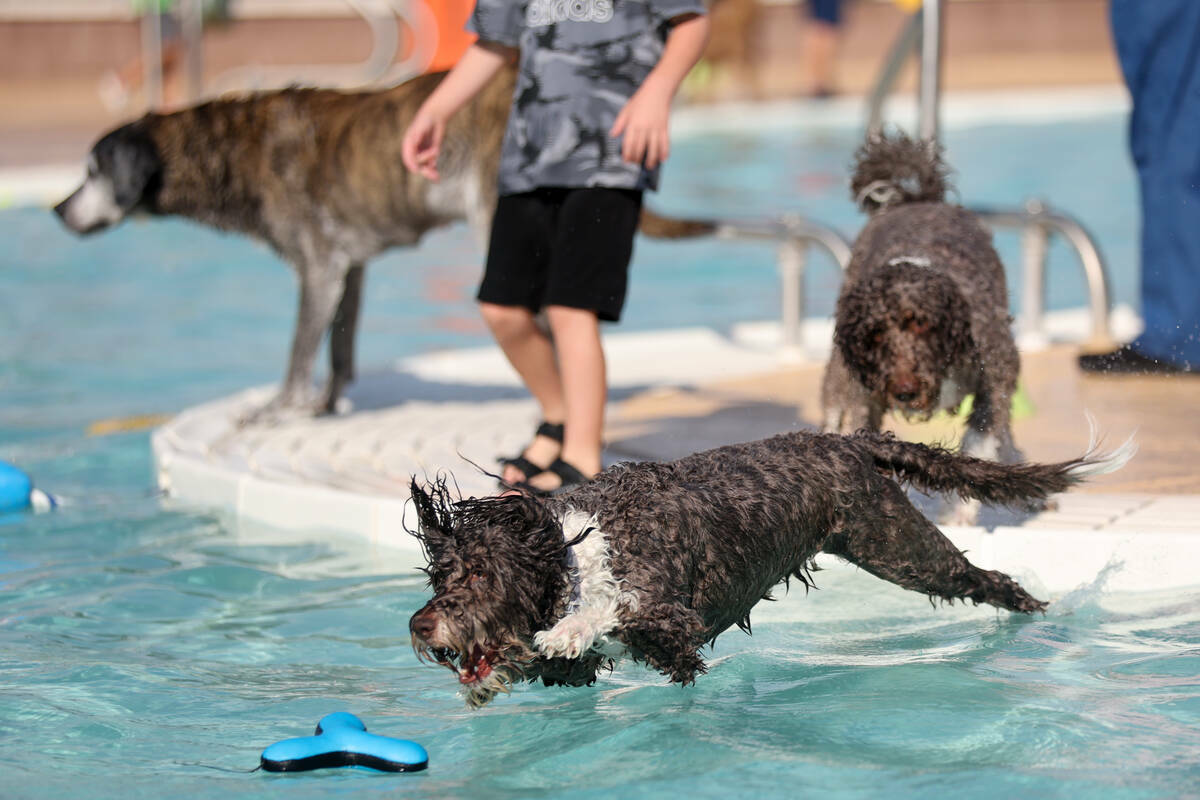 Perros se lanzan desde la península de la piscina durante el evento anual Dog Daze of Summer e ...