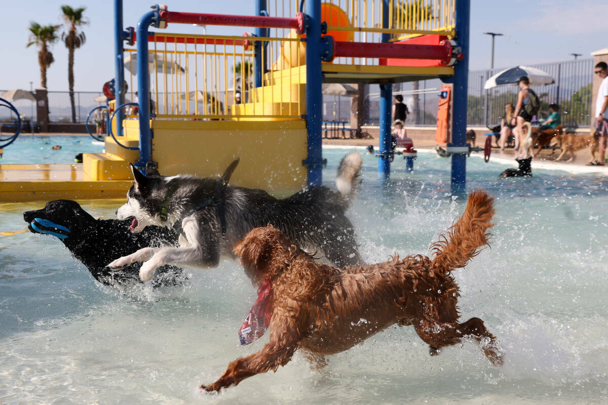 Perros compiten por un juguete durante el evento anual Dog Daze of Summer en Desert Breeze Aqua ...