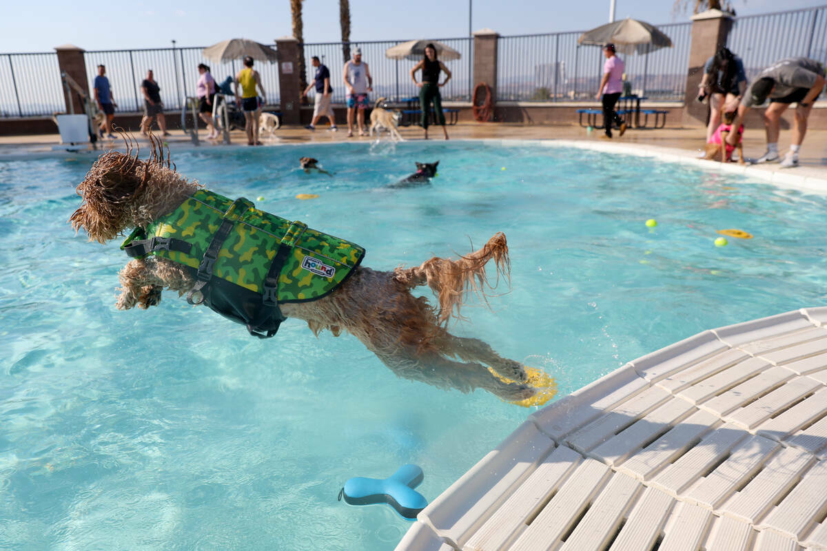 Jack, un goldendoodle de 3 años, se lanza a la piscina durante el evento anual Dog Daze of Sum ...