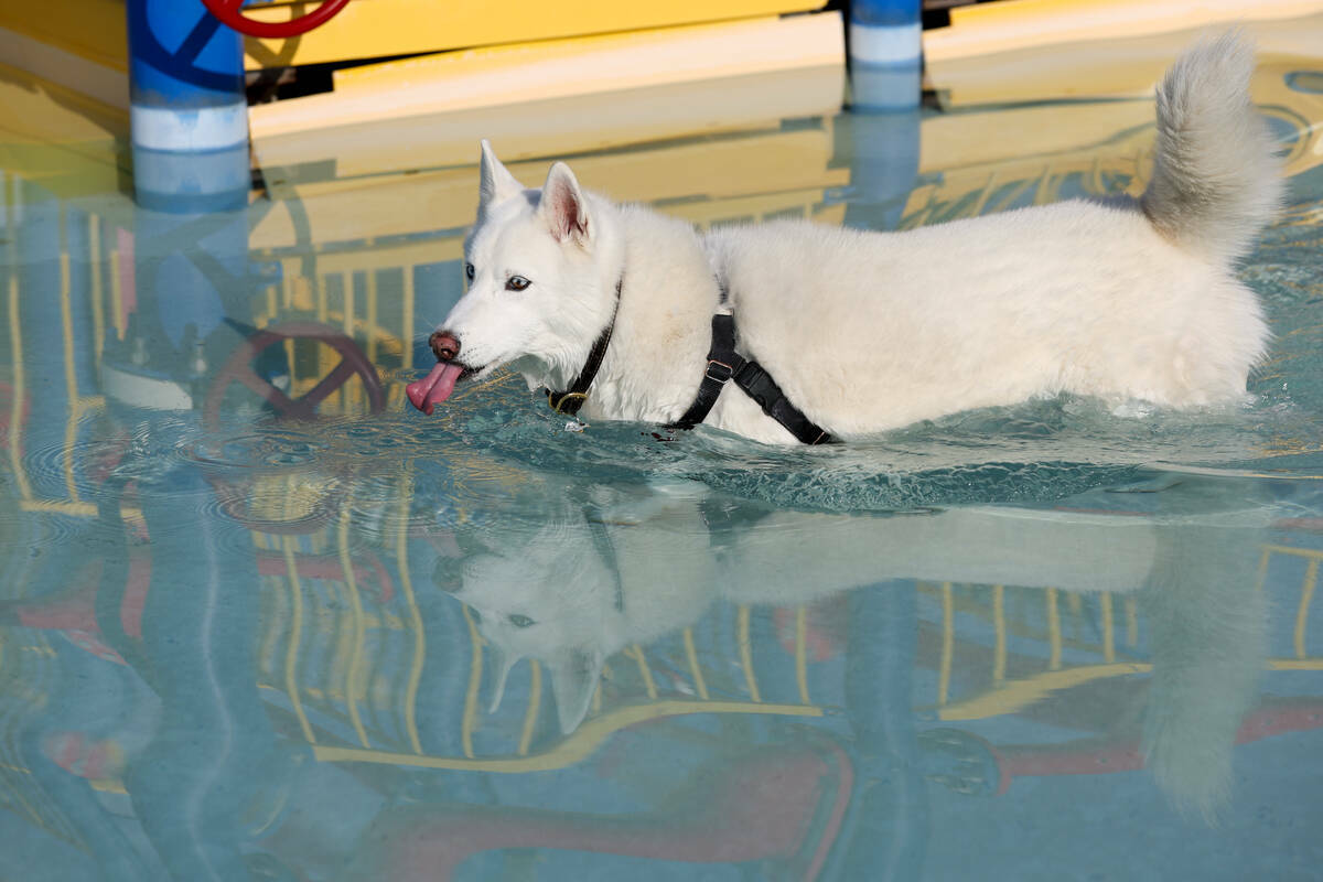 Un perro prueba el agua de la piscina durante el evento anual Dog Daze of Summer en Desert Bree ...