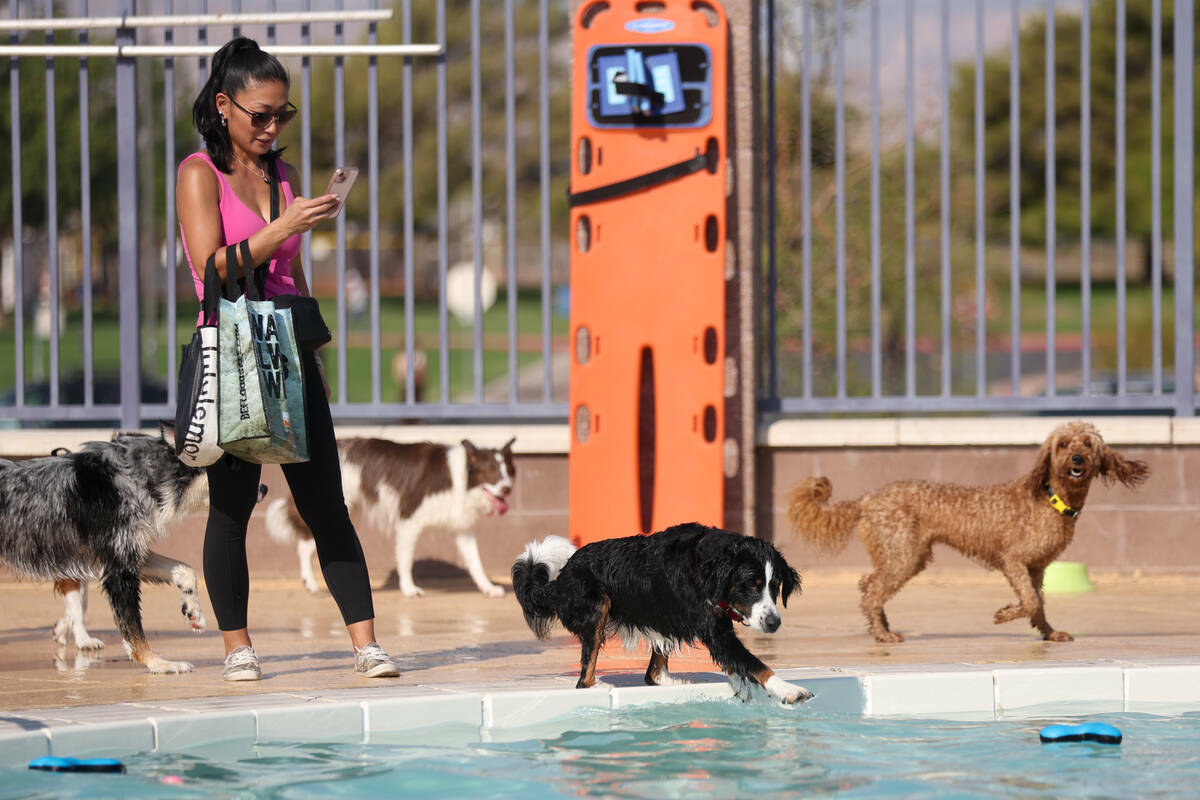 Un perro se sumerge en el agua durante el evento anual Dog Daze of Summer en Desert Breeze Aqua ...