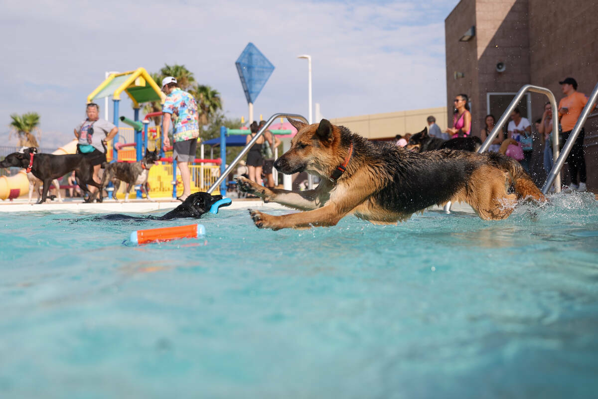 Payton, un pastor alemán de 2 años, salta a la piscina tras su juguete durante el evento anua ...