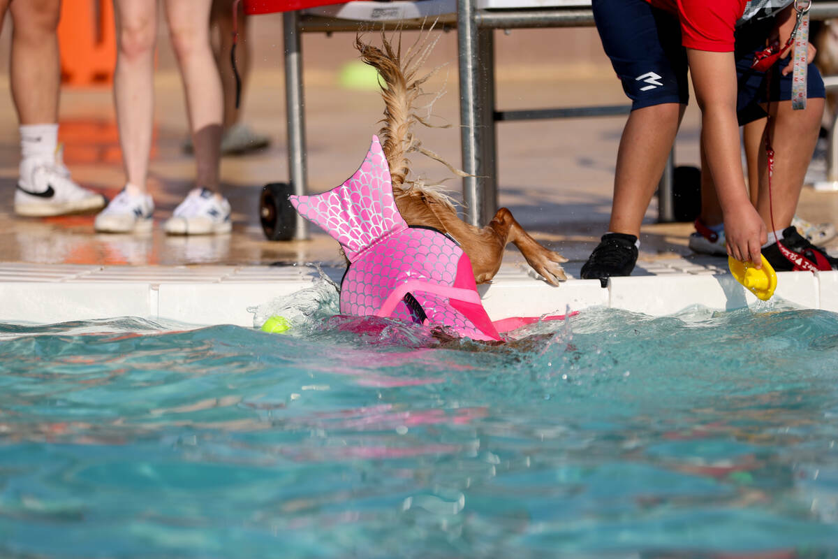 Un golden retriever con chaleco salvavidas se zambulle en la piscina durante el evento anual Do ...