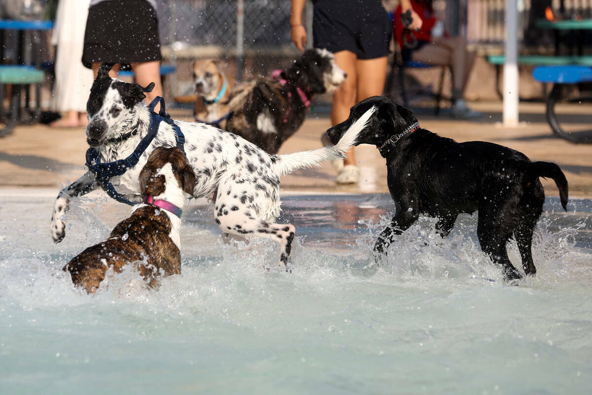 Perros juegan en una inusual zona de juegos durante el evento anual Dog Daze of Summer, en Dese ...