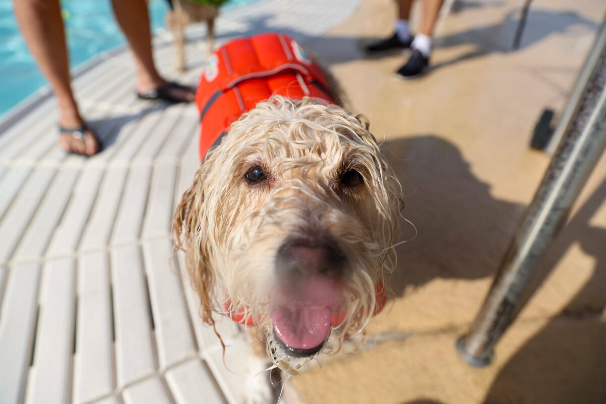 Lexi, una goldendoodle de 5 años, se abalanza sobre el objetivo de la cámara durante el event ...