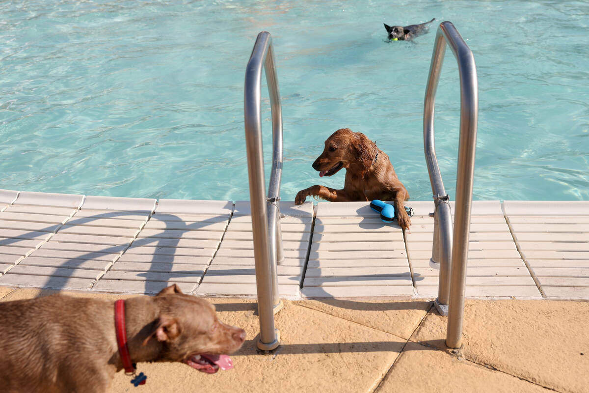 Phoebe, una golden retriever de 2 años, sale de la piscina para devolver su juguete durante el ...