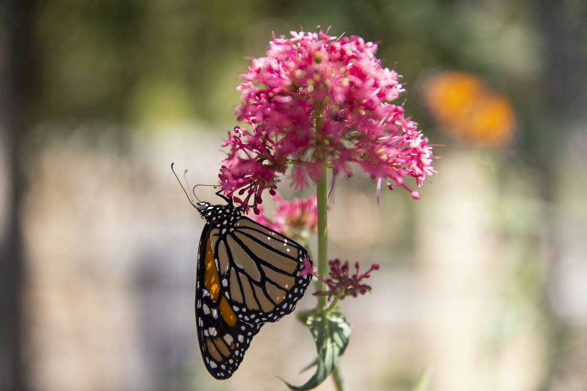 Una mariposa dentro de su hábitat durante una celebración del Día de la Tierra en Springs Pr ...