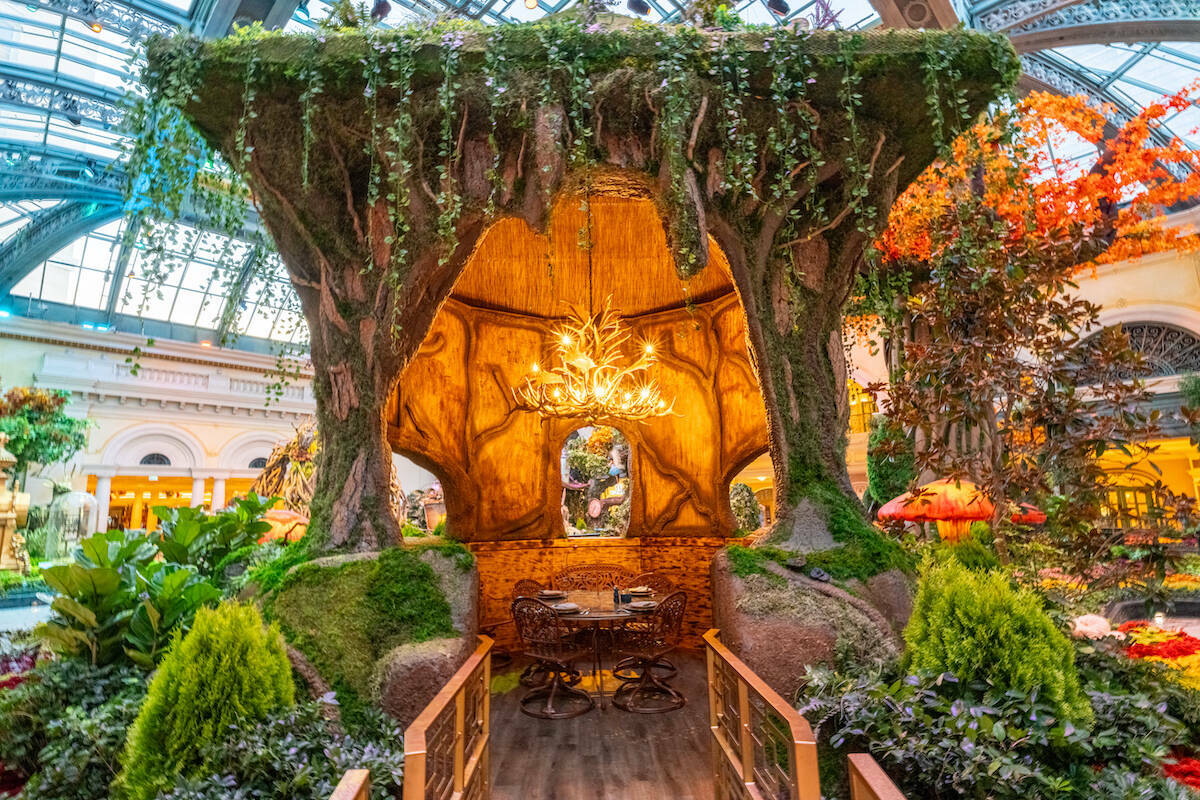 La nueva exposición ‘El Jardín del Tiempo’ del Conservatorio y Jardín Botánico del Bell ...