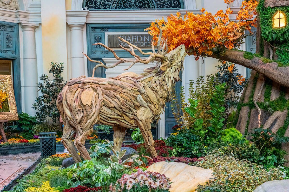 La nueva exposición ‘El Jardín del Tiempo’ del Conservatorio y Jardín Botánico del Bell ...