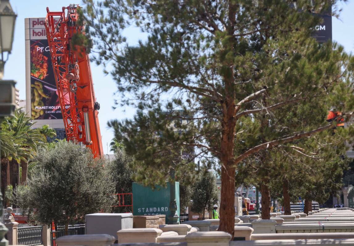 Tractores y equipos cerca de los árboles en el exterior del hotel-casino Bellagio, en Las Vega ...