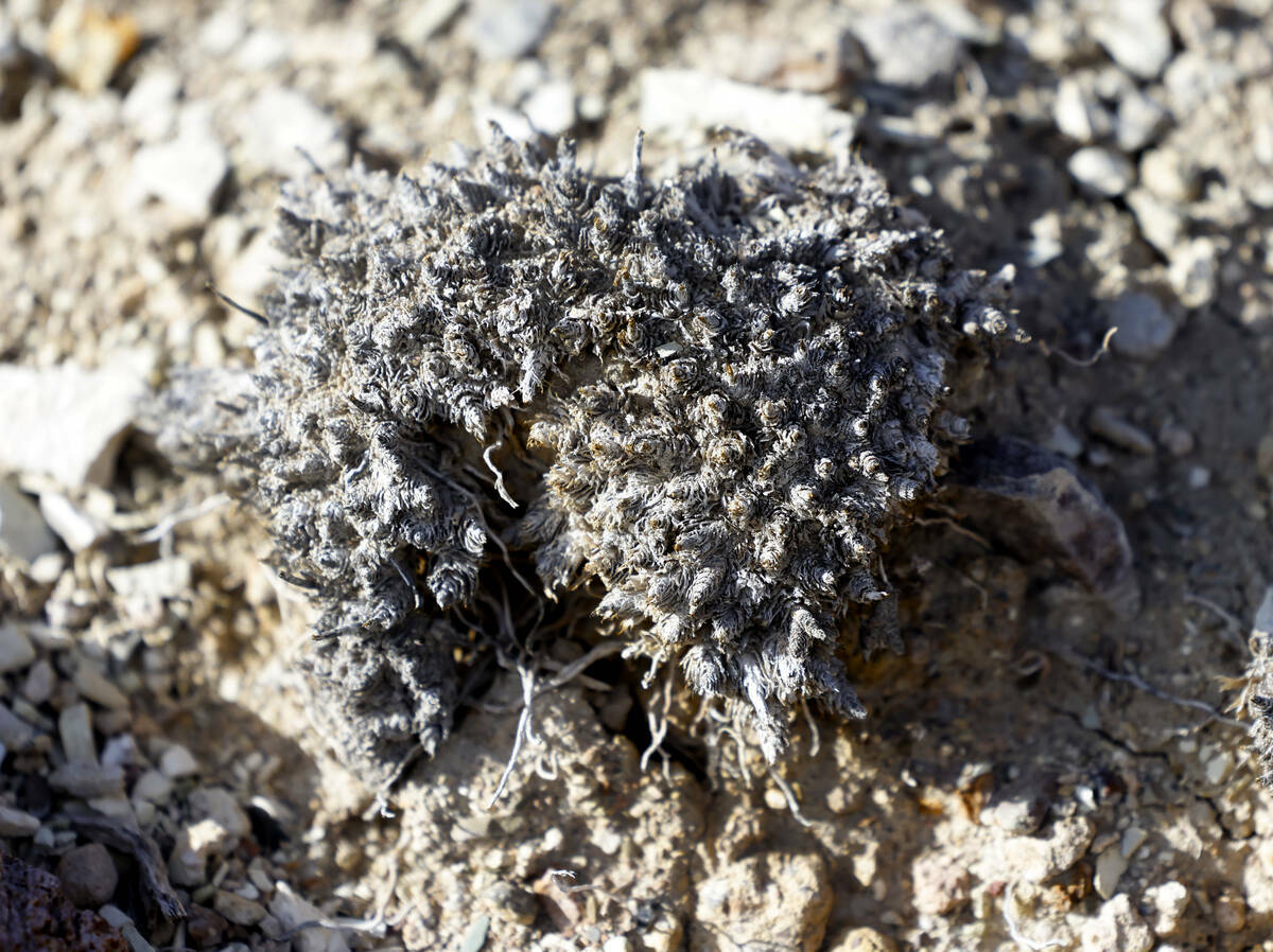 Un inactivo alforfón de Tiehm, una pequeña flor amarilla que crece en el suelo rico en litio ...