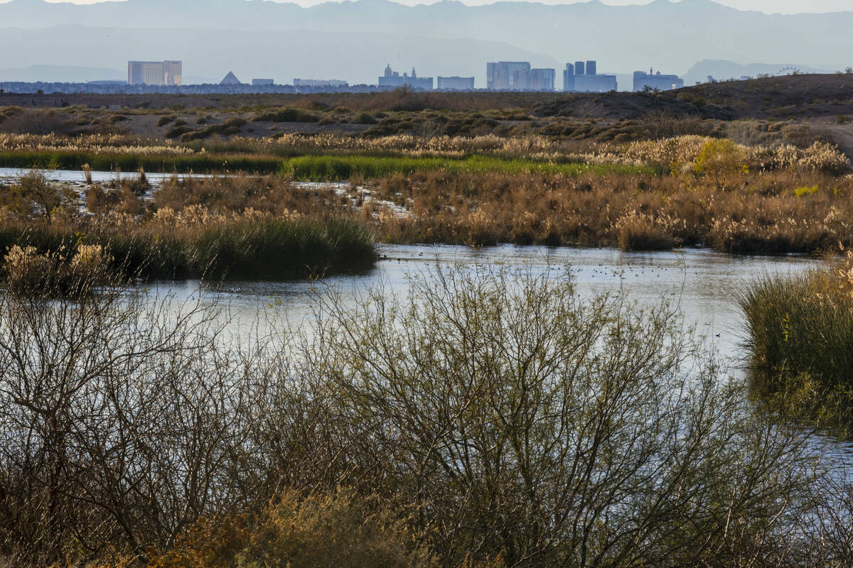 El agua fluye a lo largo del Las Vegas Wash y los humedales circundantes y el horizonte de la c ...