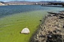 Agua verdosa con visible floración de algas cerca de un puerto deportivo en el lago Mohave. (R ...