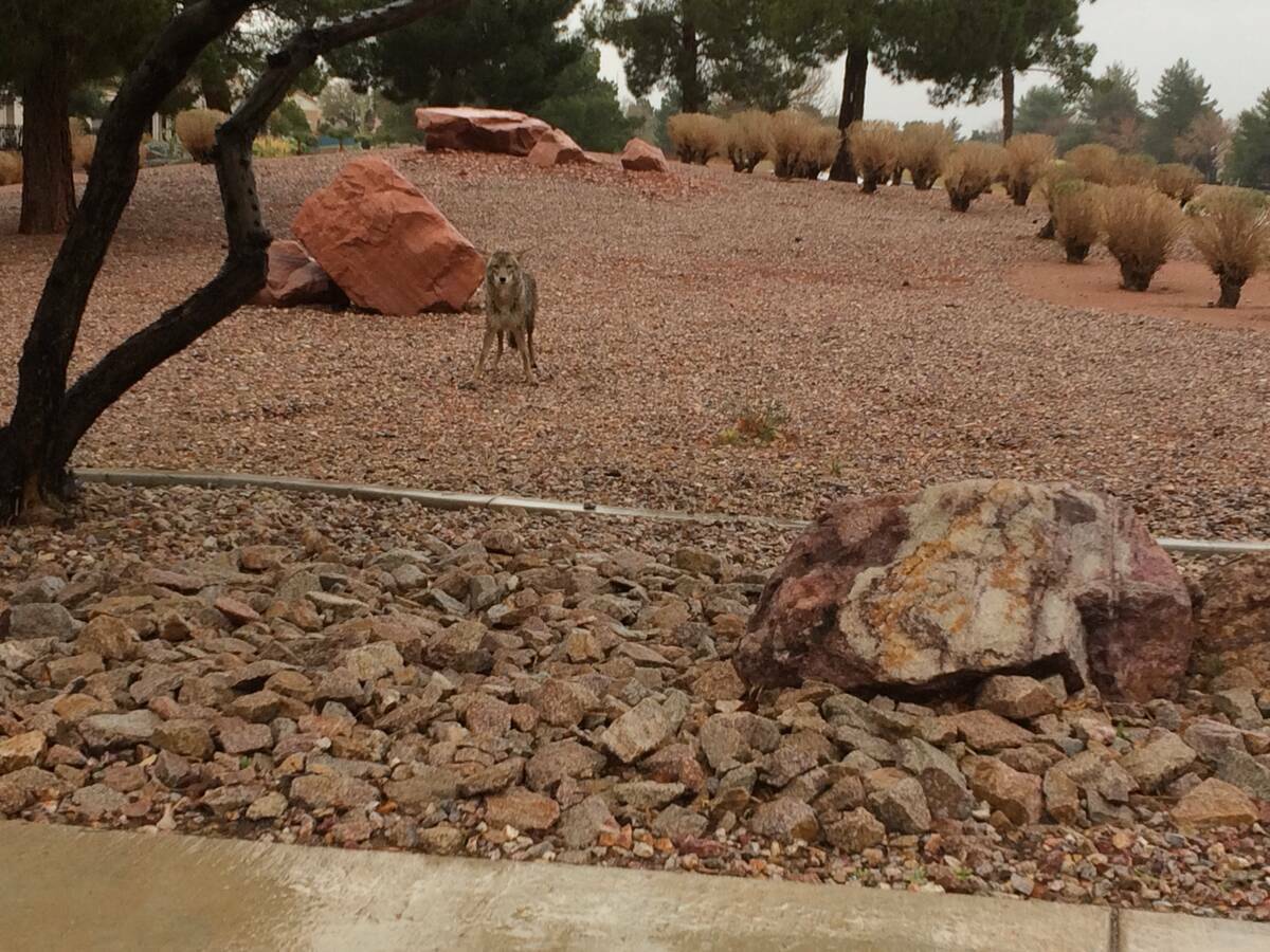 Un coyote es visto en un día lluvioso en abril de 2017 en Sun City, Summerlin. Inicialmente, h ...