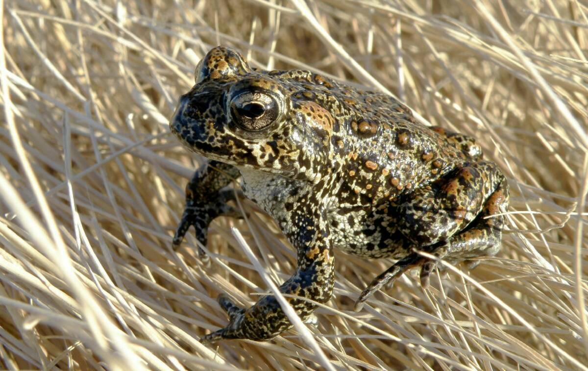 Un sapo de Dixie Valley sentado sobre la hierba en Dixie Valley en 2009. (Matt Maples/Departame ...