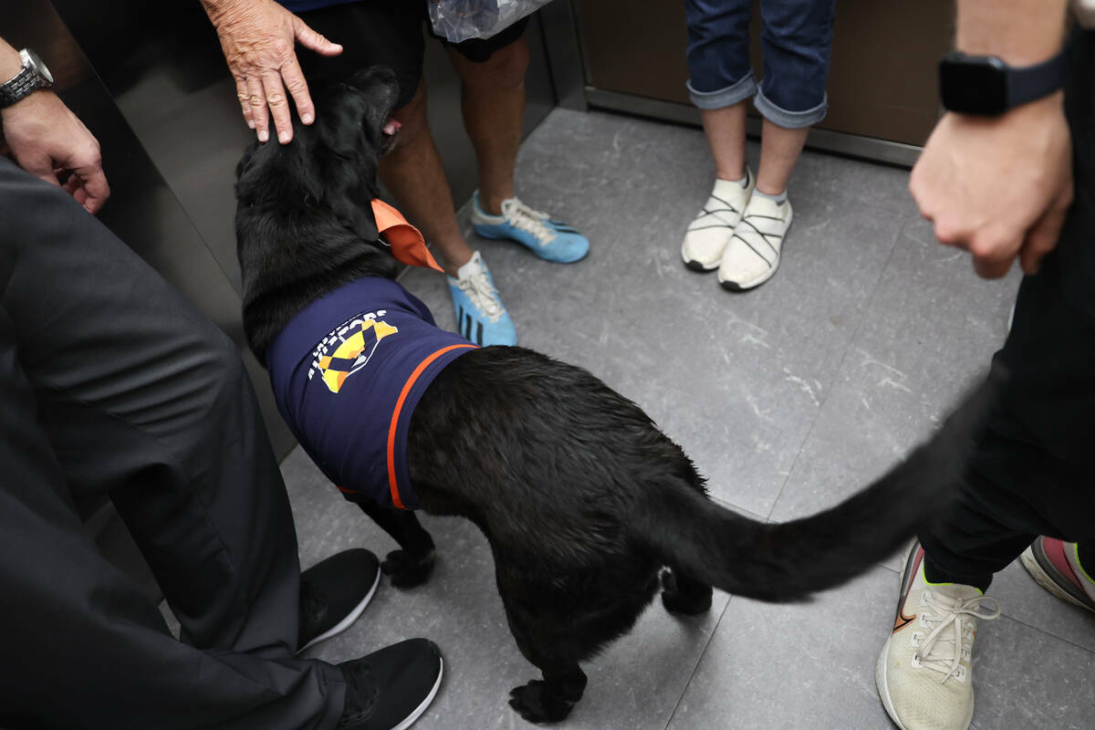 Finn the Bat Dog abandona el campo después de su última entrada como el recuperador de bates ...