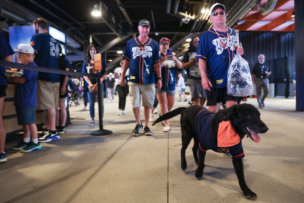 Finn the Bat Dog se dirige a posar para fotos con los fanáticos después de ser honrado por su ...