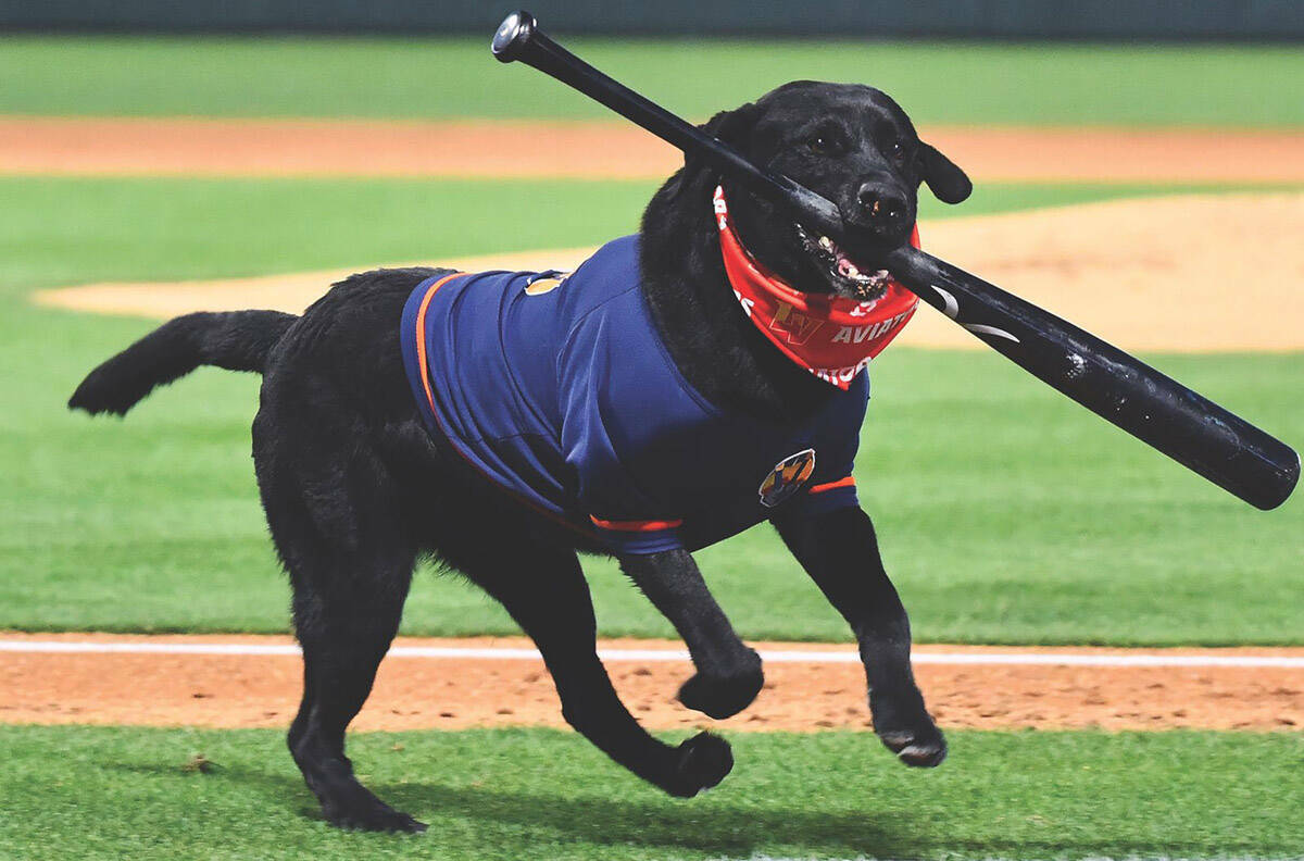 Finn, el querido perro recuperador de bates de Las Vegas Aviators, murió el viernes 18 de octu ...