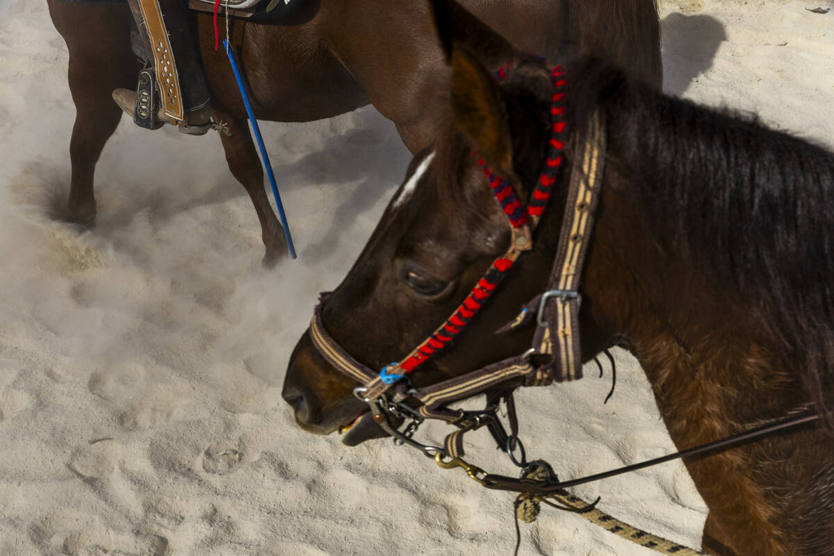 Los jinetes regresan al corral durante una "Cabalgata a las urnas" que se llevó a cabo desde e ...