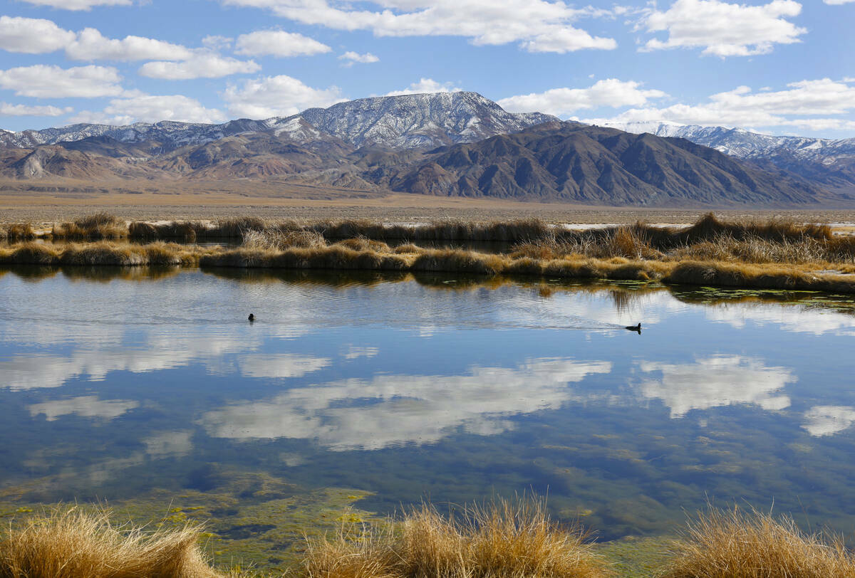 El estanque cerca del sitio del proyecto de la mina de litio-boro Rhyolite Ridge visto el 22 de ...