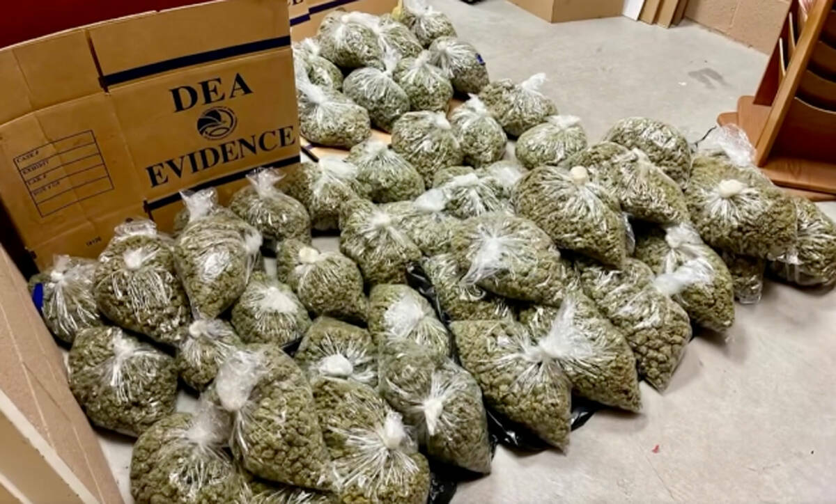 El Departamento de Policía de North Las Vegas incautó 25,950 gramos de marihuana en una redad ...