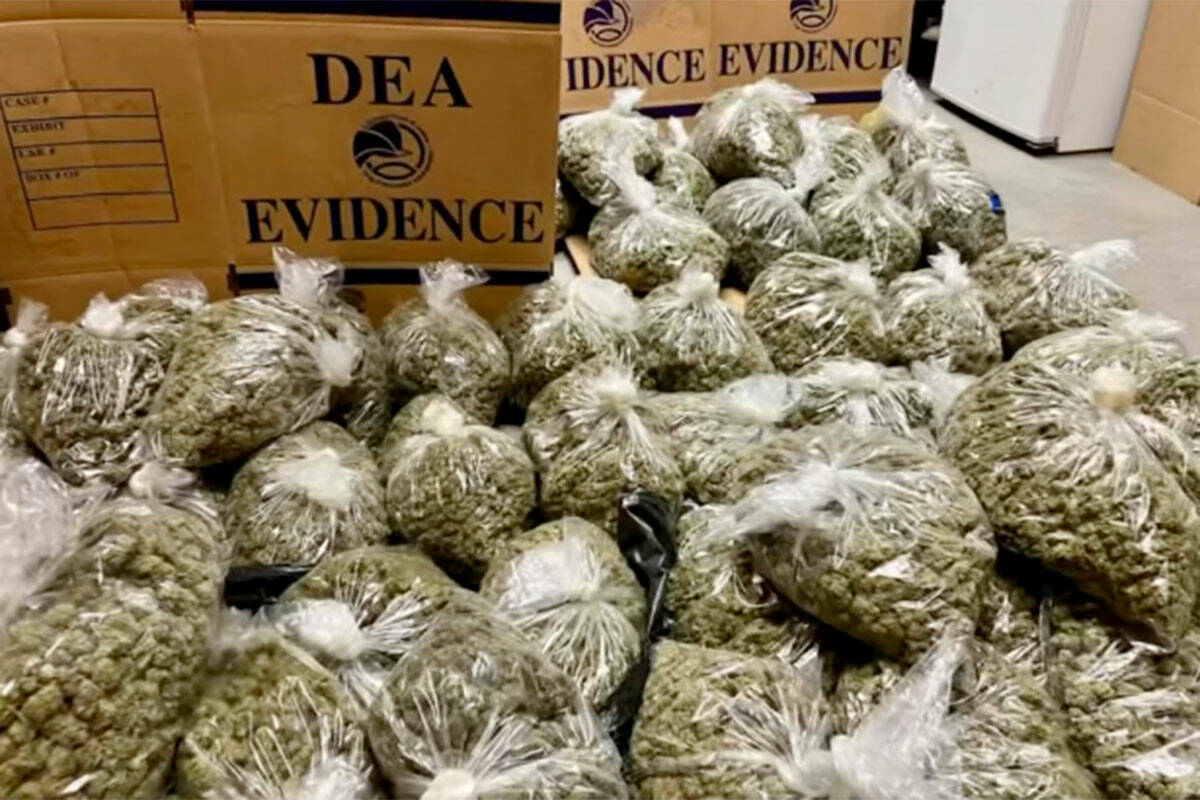 El Departamento de Policía de North Las Vegas incautó 25,950 gramos de marihuana en una redad ...