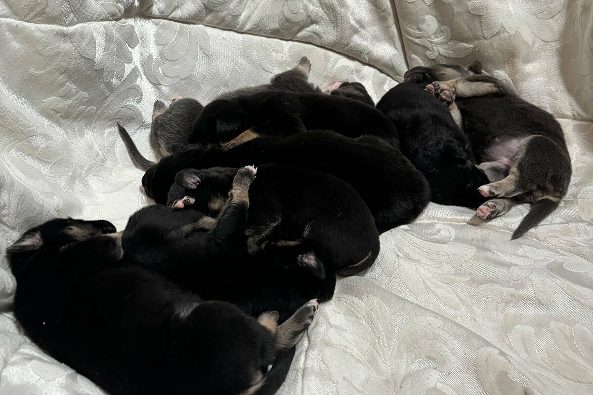 Estos son algunos de los ocho cachorros de 2 semanas que se están recuperando en The Animal Fo ...