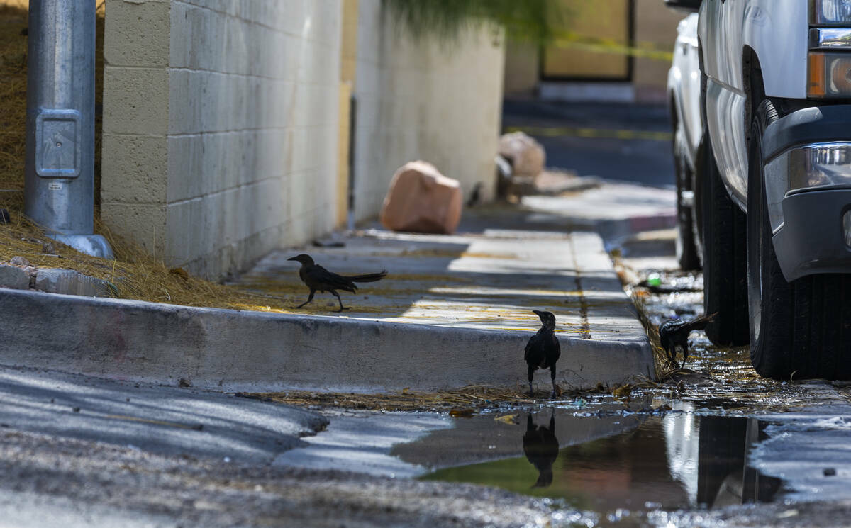 Las aves disfrutan mientras el agua continúa fluyendo por Natalee Drive desde una de las coche ...