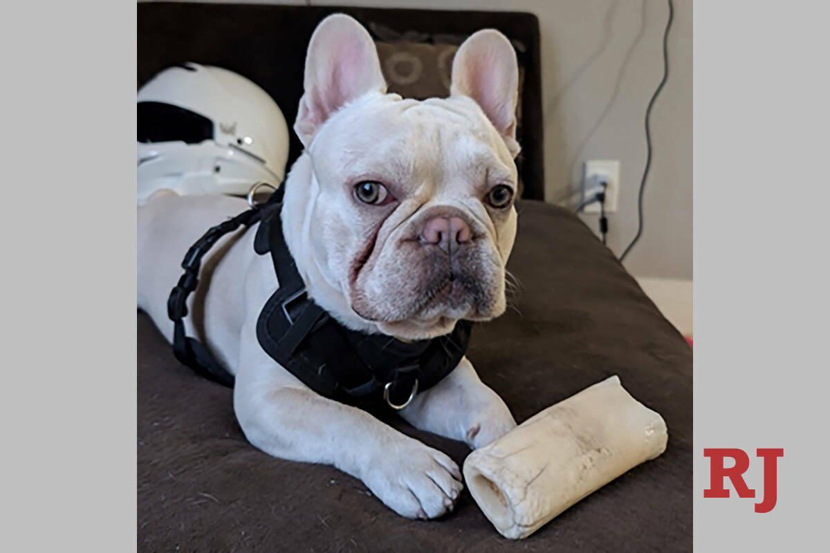 Rza, un bulldog francés macho blanco de 1 año y medio, fue sacado el viernes 15 de noviembre ...