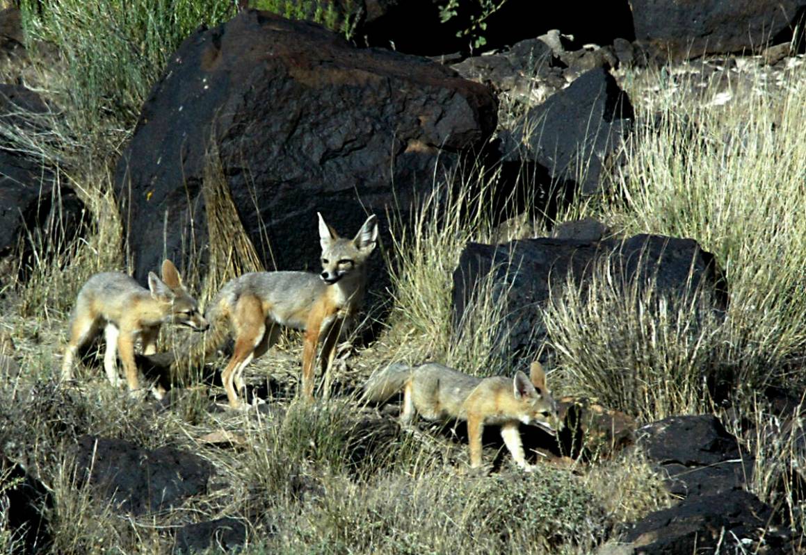 Una zorra del desierto, en el centro, mira el horizonte mientras escolta a sus dos cachorros en ...