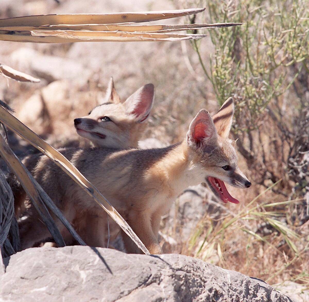 Dos cachorros de zorra del desierto intentan decidir qué hacer después de ser liberados cerca ...