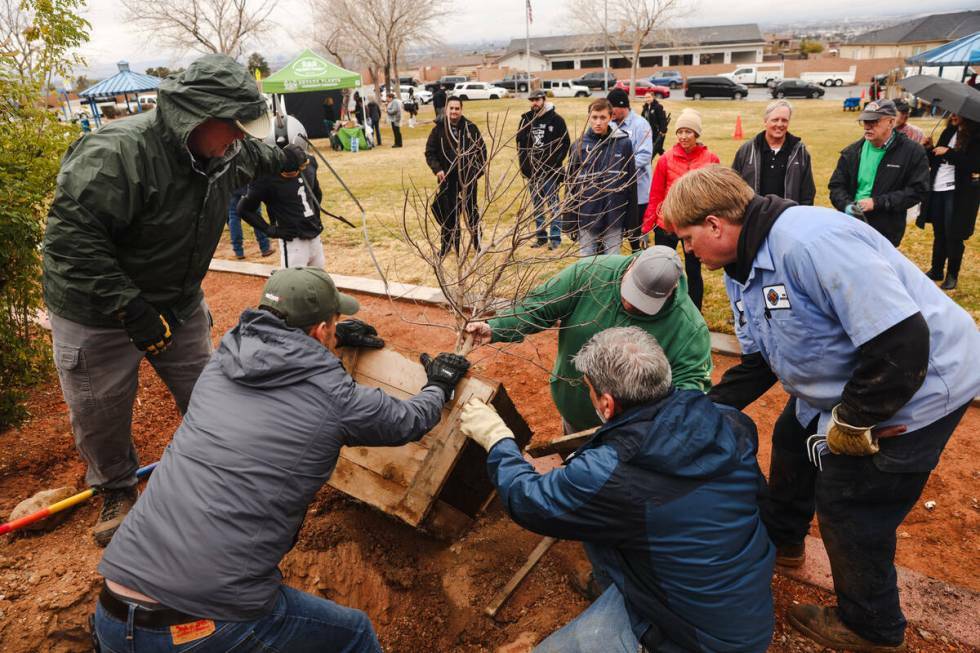 Voluntarios y trabajadores de la ciudad plantan un árbol en un evento de la ‘Semana Verde’ ...