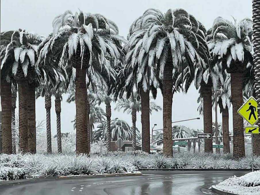 La nieve cubre los árboles a lo largo de Pavilion Center Drive en el vecindario de Summerlin, ...